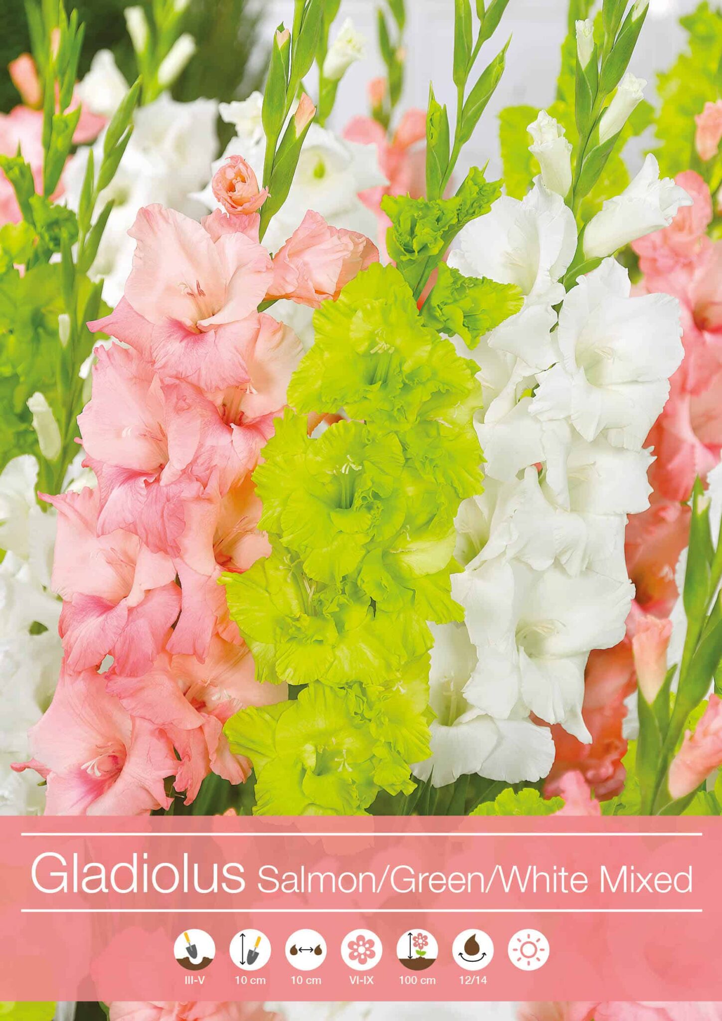 Gladiolus Mixed Salmon/Green/White