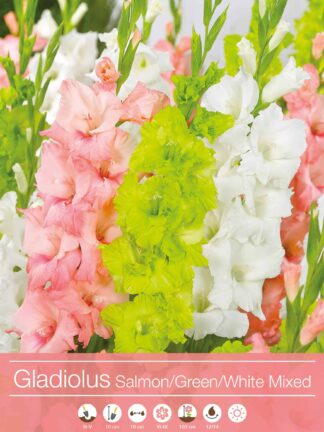 Gladiolus Mixed Salmon/Green/White
