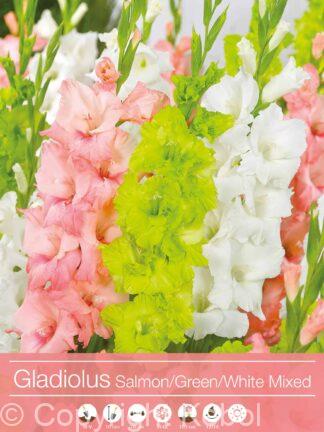 Gladiolus Mixed Salmon/Green/White