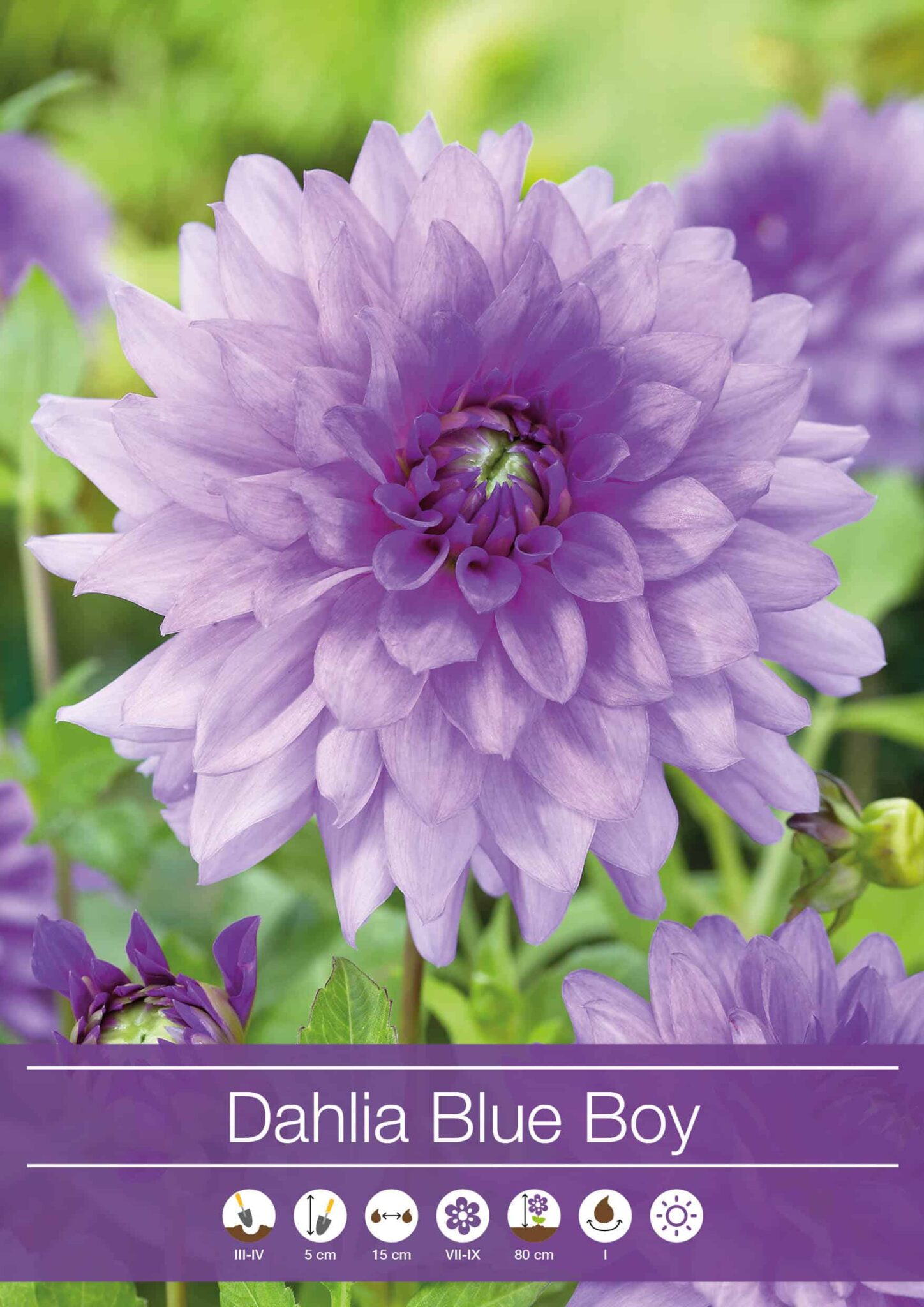 Dahlia Blue Boy