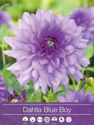 Dahlia Blue Boy