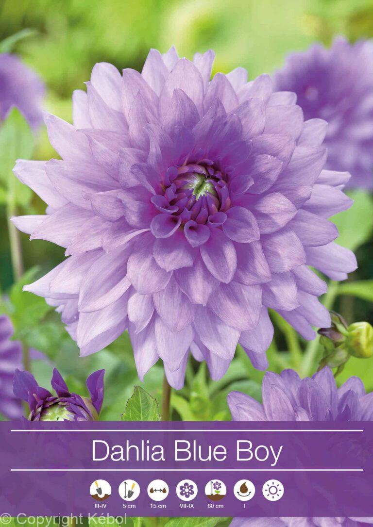 Dahlia Blue Boy