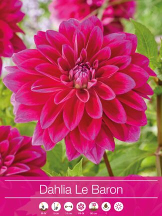 Dahlia Le Baron