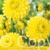 Dahlia Golden Torch
