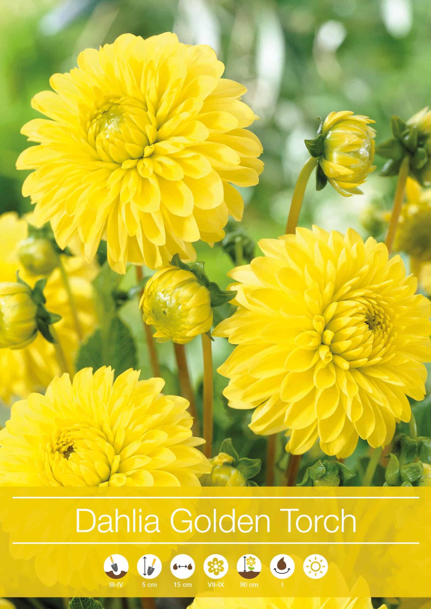 Dahlia Golden Torch