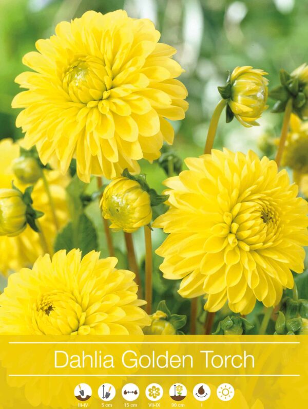 Dahlia Golden Torch