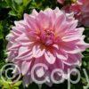 Dahlia Maxime