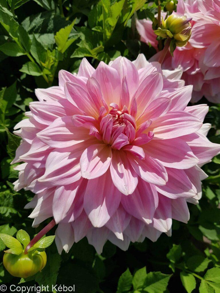 Dahlia Maxime