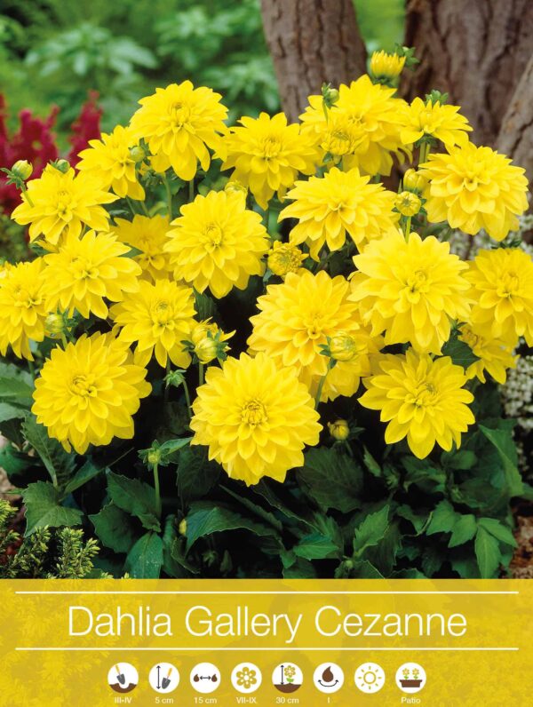 Dahlia Gallery Cezanne