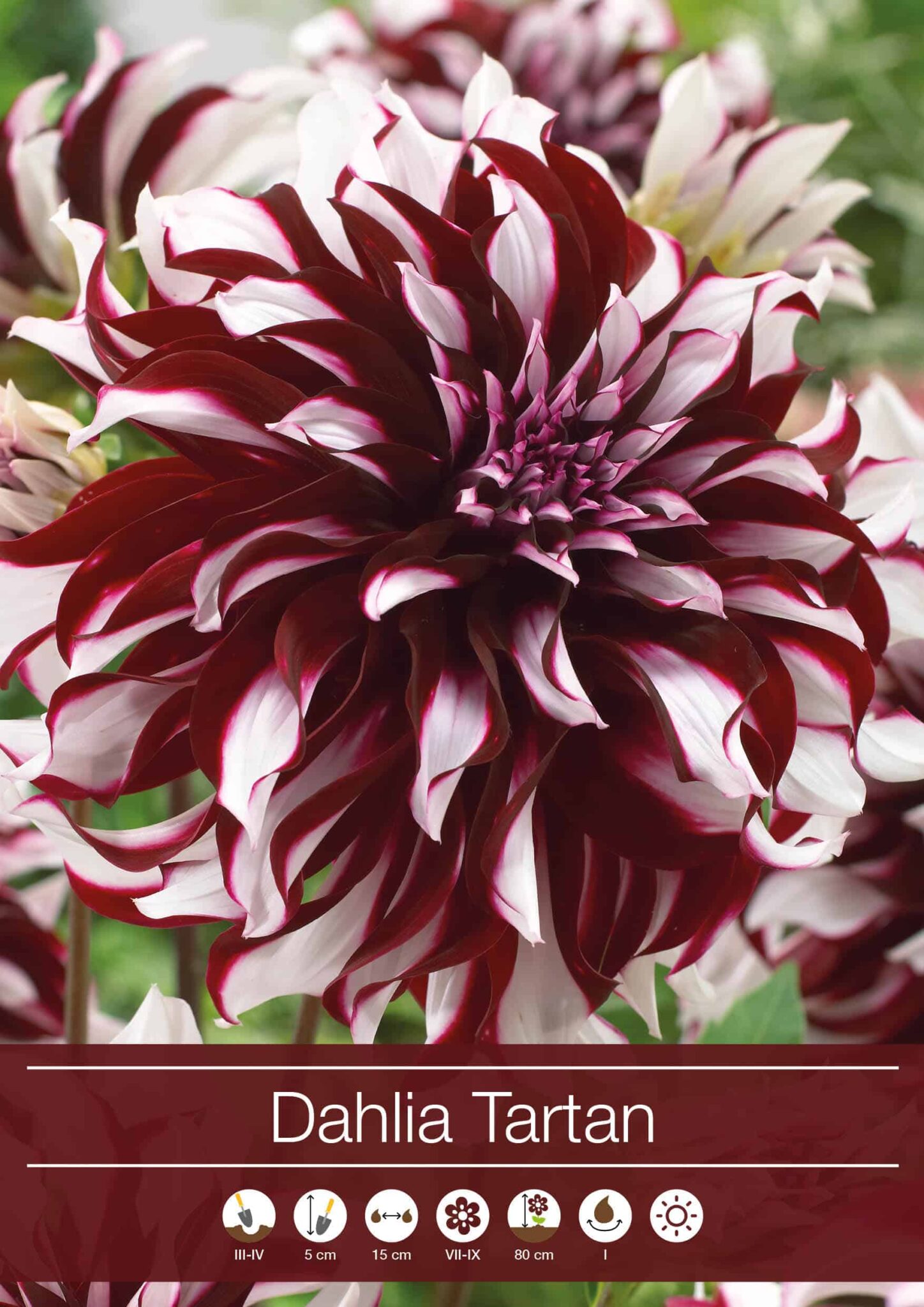 Dahlia Tartan