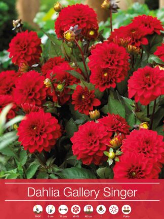Dahlia Gallery Singer®