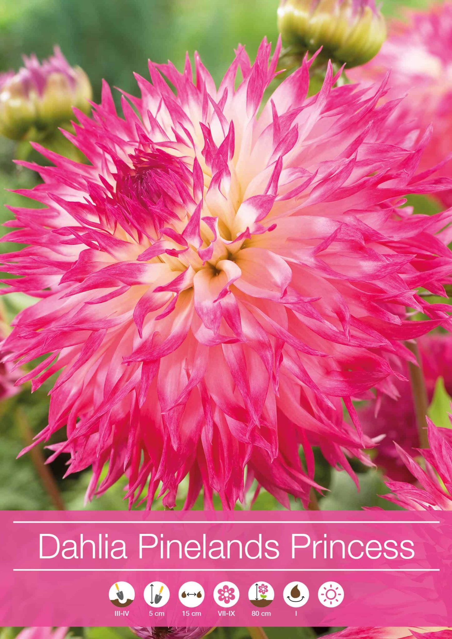 Dahlia Pinelands Princess