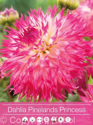 Dahlia Pinelands Princess