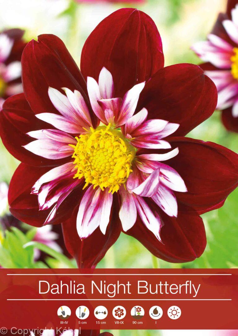Dahlia Night Butterfly
