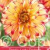 Dahlia Lady Darlene
