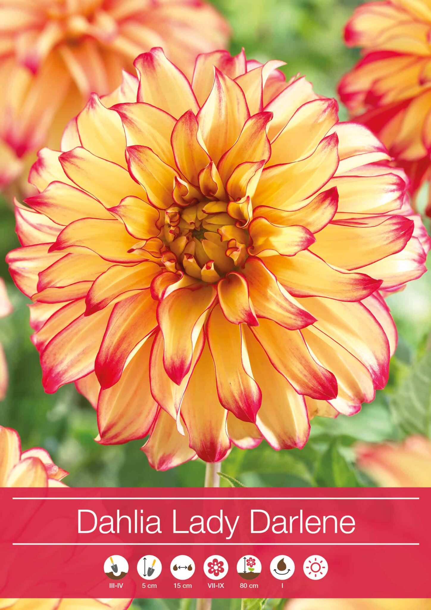 Dahlia Lady Darlene