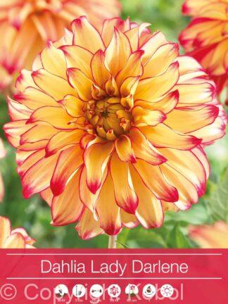 Dahlia Lady Darlene
