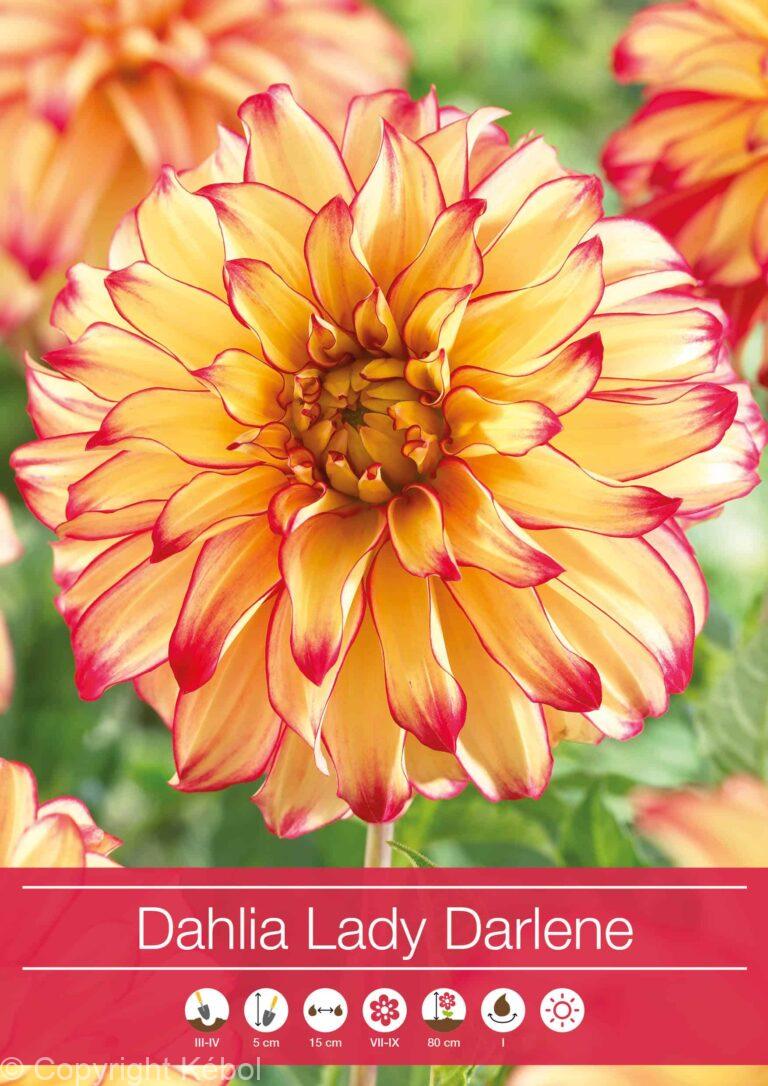 Dahlia Lady Darlene