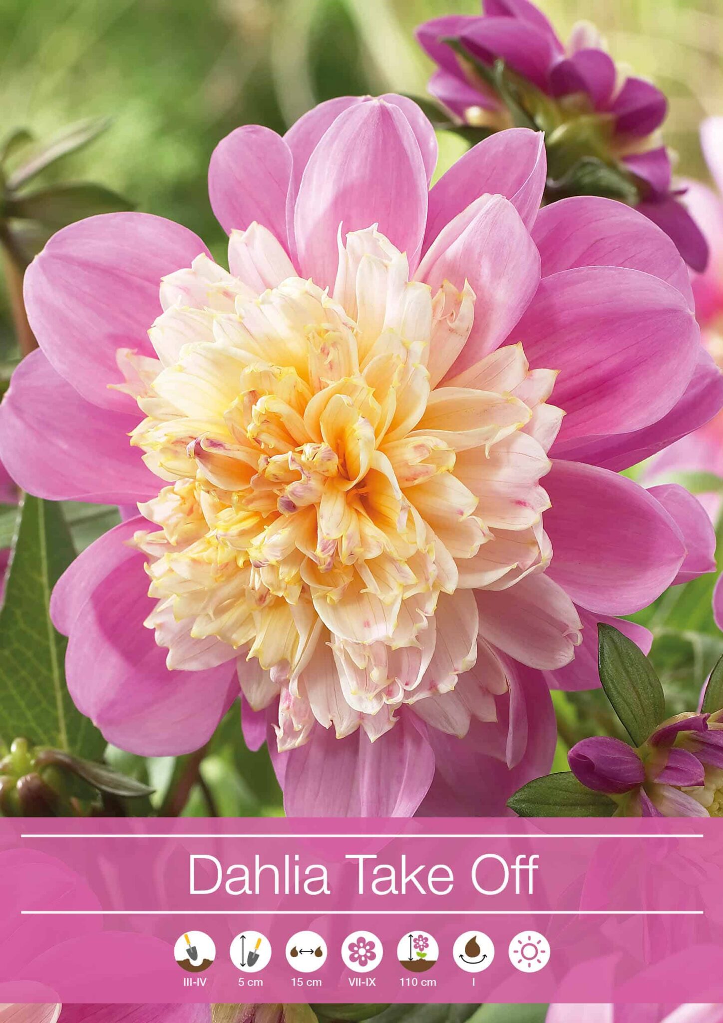Dahlia Take Off
