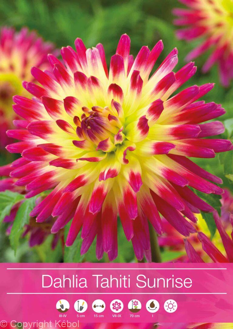 Dahlia Tahiti Sunrise