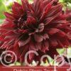 Dahlia Black Touch