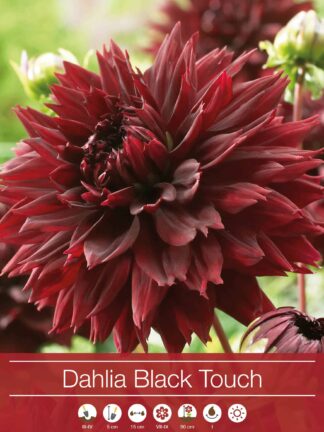Dahlia Black Touch