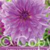 Dahlia Lavender Ruffles