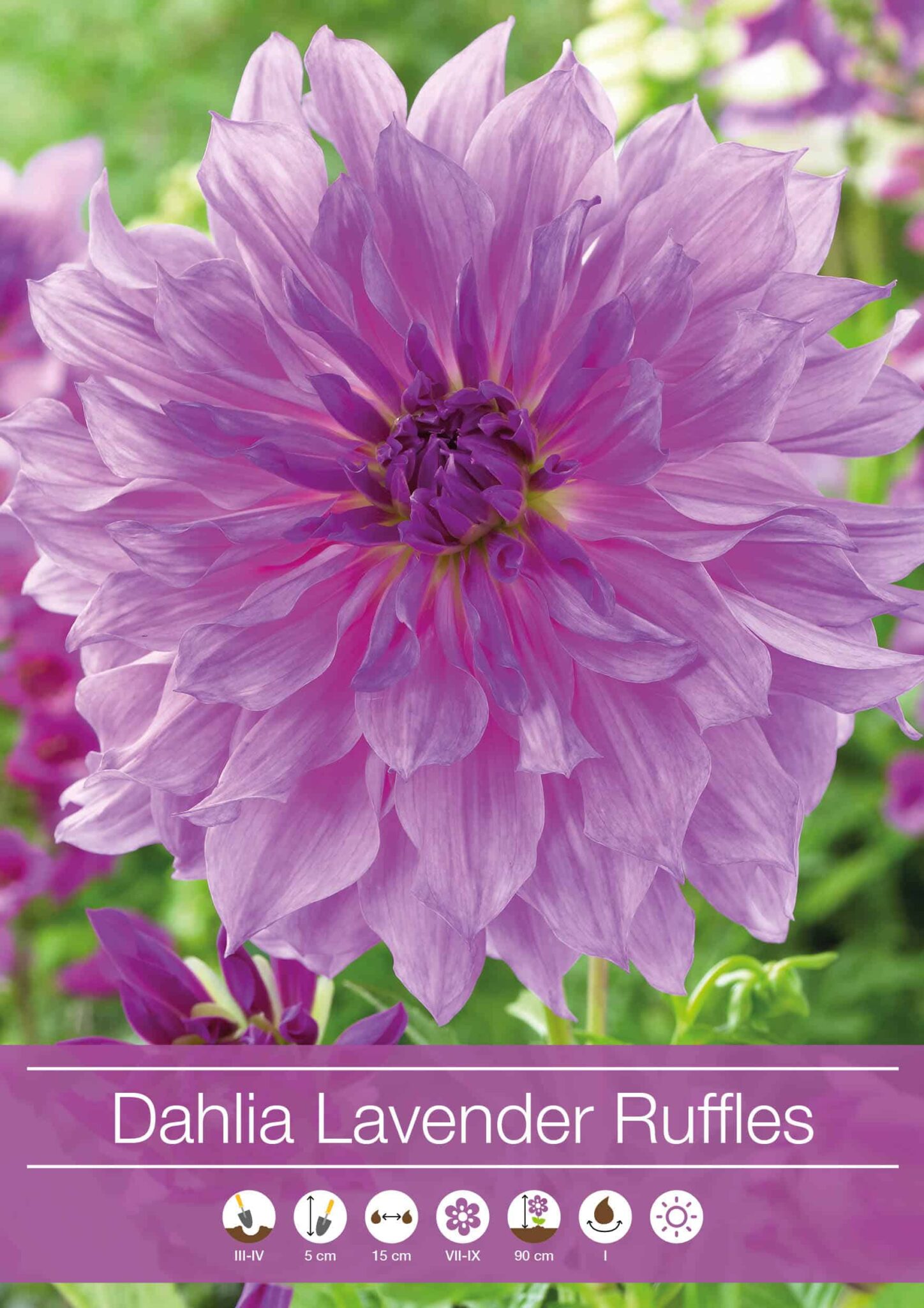 Dahlia Lavender Ruffles