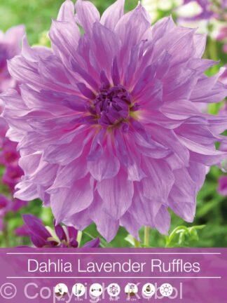 Dahlia Lavender Ruffles