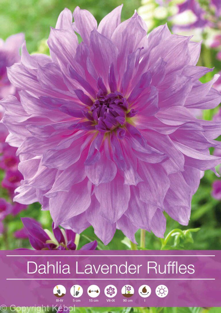 Dahlia Lavender Ruffles