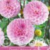 Dahlia Wizard of Oz
