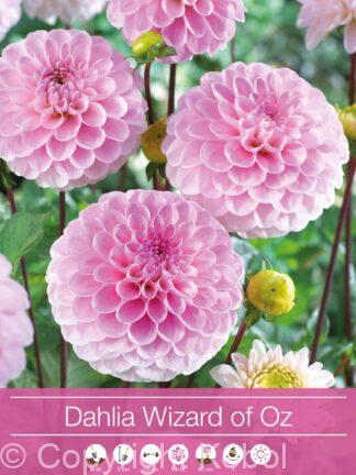Dahlia Wizard of Oz