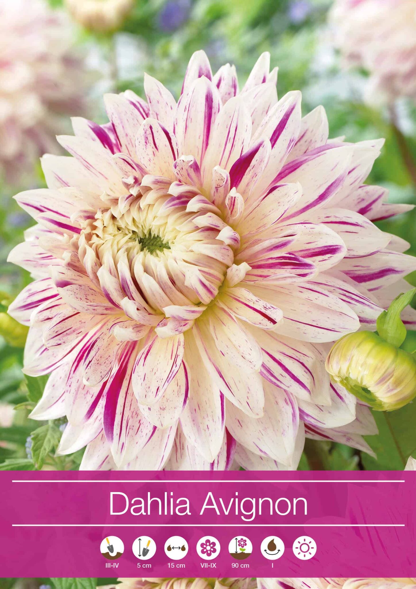 Dahlia Avignon