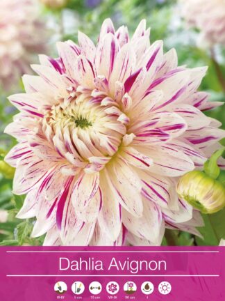 Dahlia Avignon