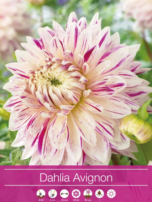 Dahlia Avignon