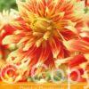 Dahlia Bodacious