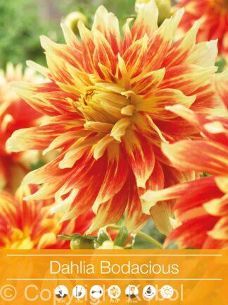 Dahlia Bodacious