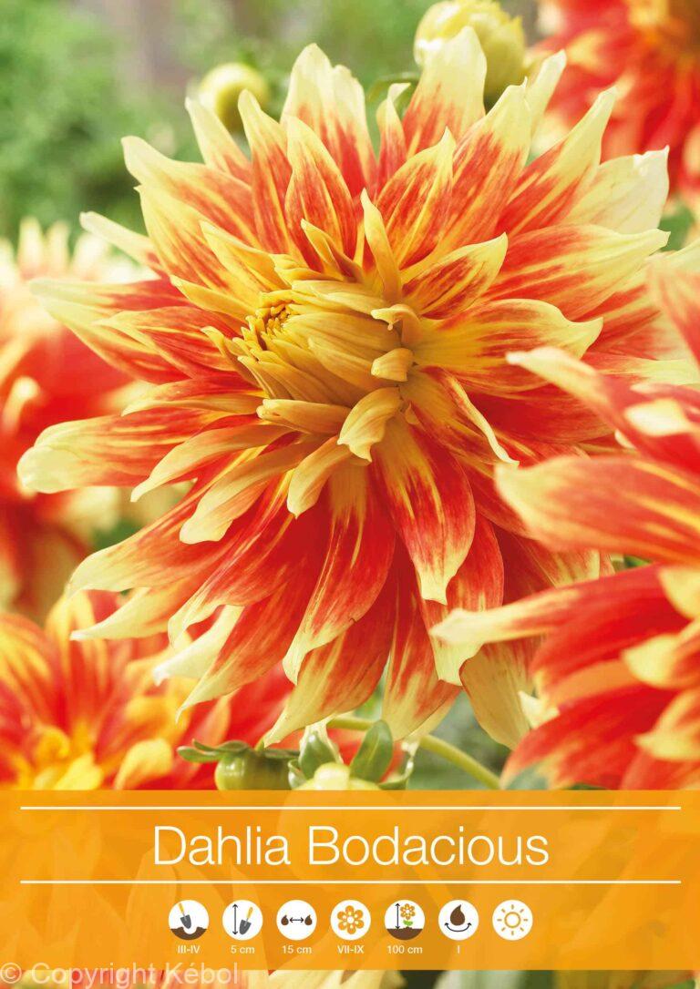 Dahlia Bodacious
