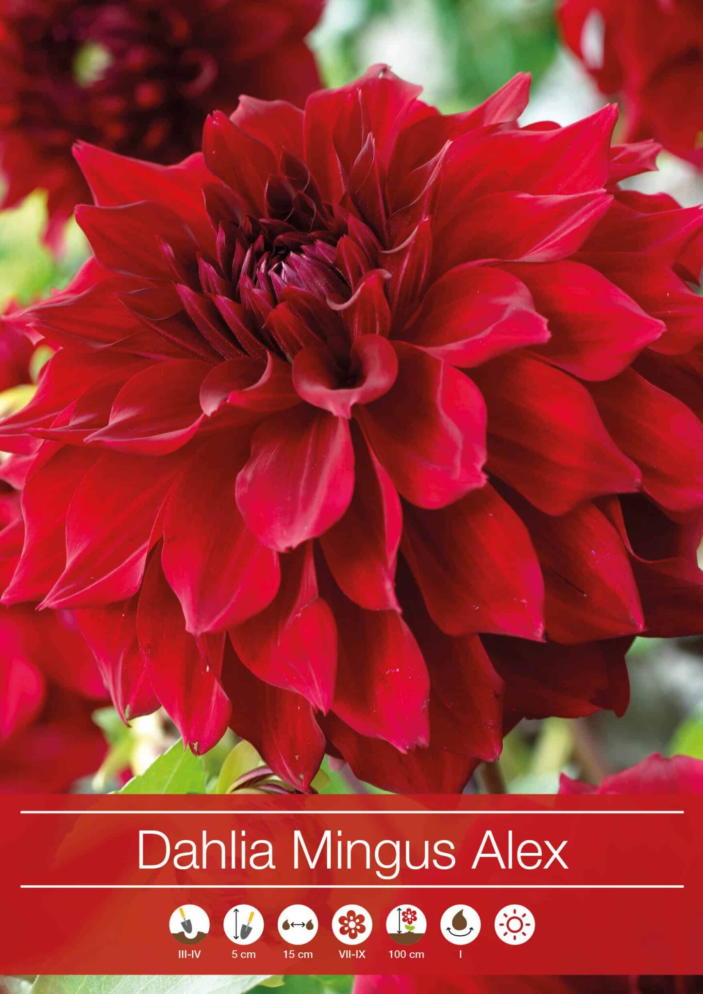 Dahlia Mingus Alex