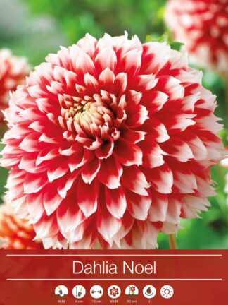 Dahlia Noël