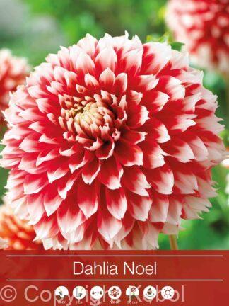 Dahlia Noël
