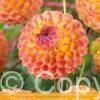 Dahlia Lakeland Autumn