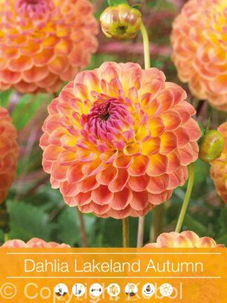 Dahlia Lakeland Autumn