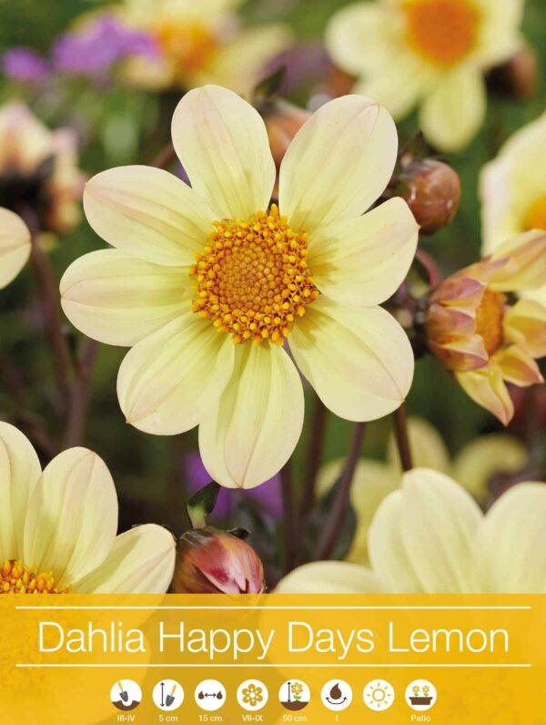 Dahlia Happy Days Lemon®