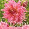 Dahlia Penhill Watermelon