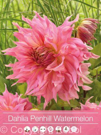 Dahlia Penhill Watermelon