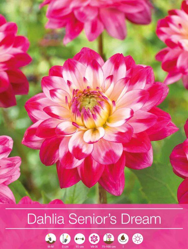Dahlia Senior's Dream