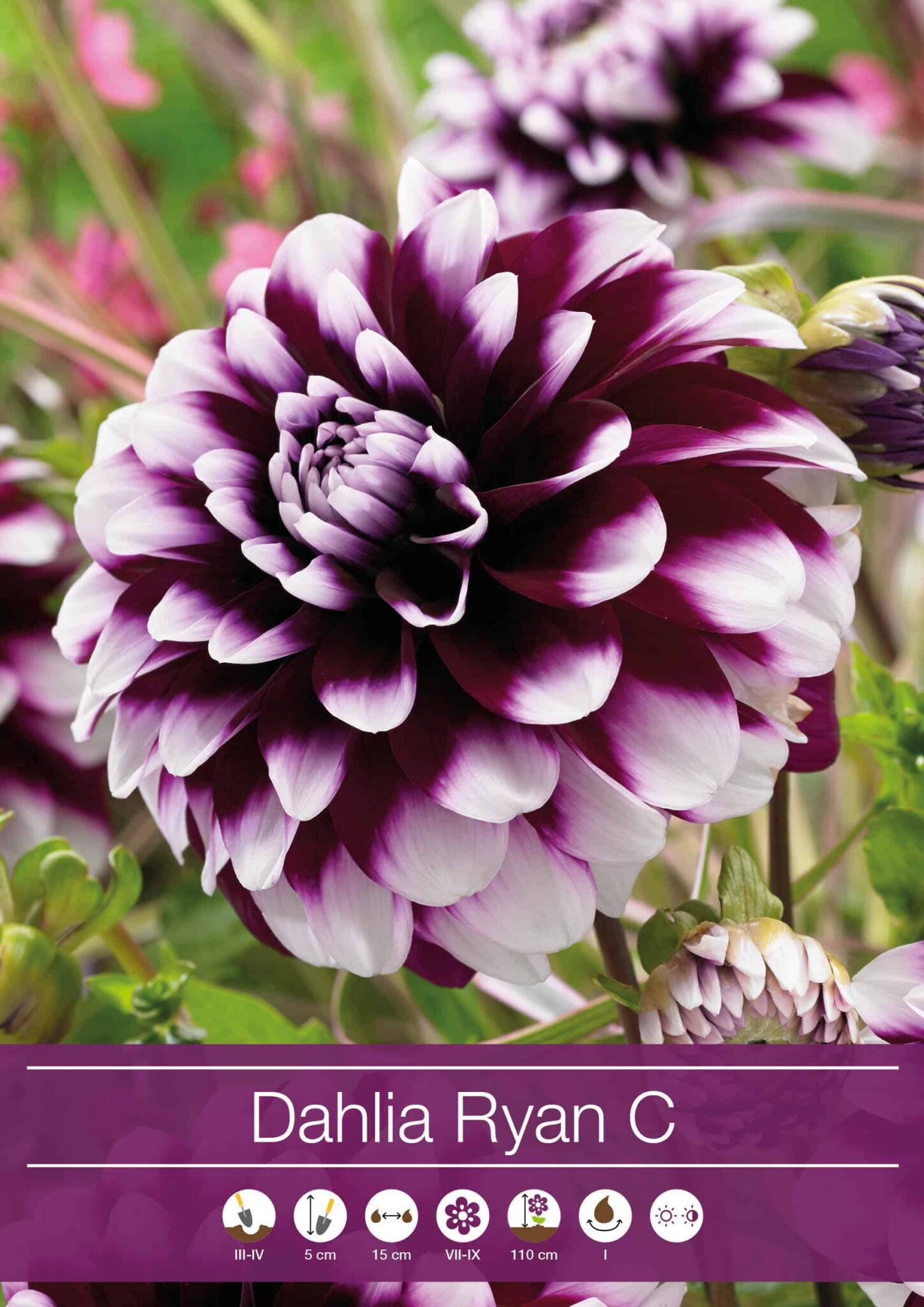 Dahlia Ryan C