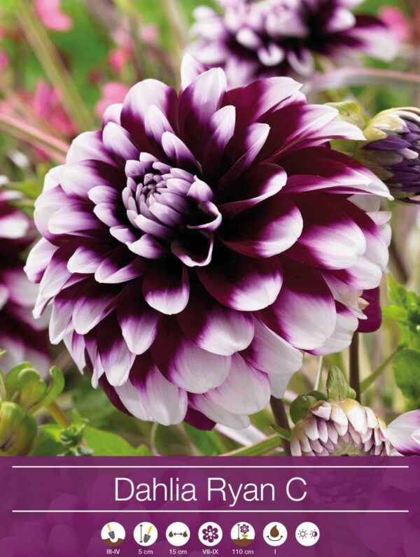 Dahlia Ryan C