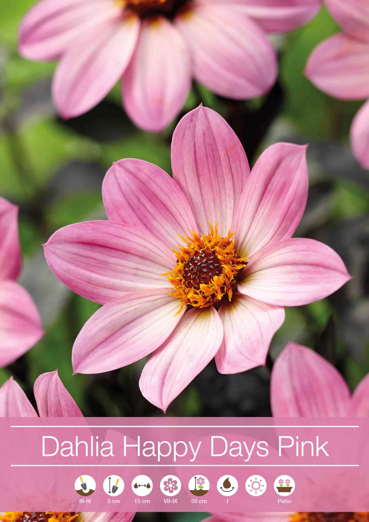 Dahlia Happy Days Pink®